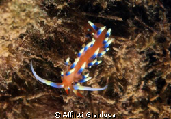 nudi...colours by Afflitti Gianluca 